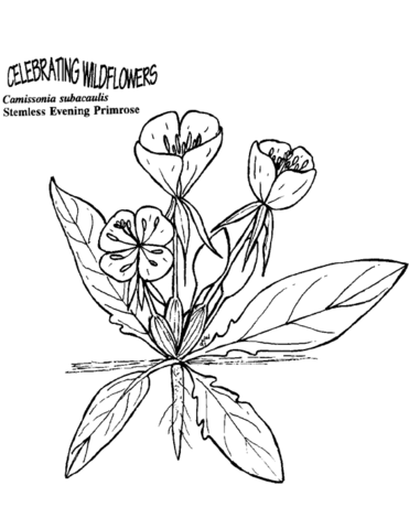 Stemless Evening Primrose Coloring Page